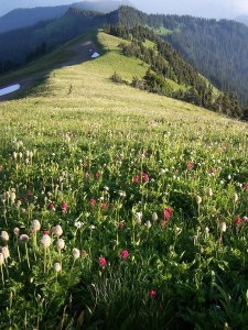 Tatoosh Ridge