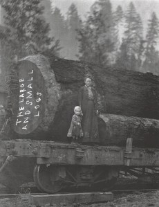 The Large and Small Logs