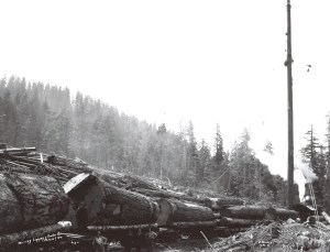 Murray Logging & Timber Co.