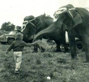 Elephants at the Eatonville carnival