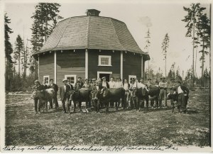 Ag students testing cattle for Tuberculosis.