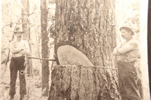 Logging for Elbe Lumber and Shingle Co.