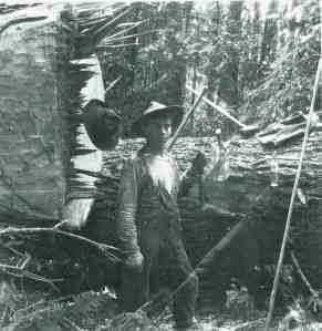 C. Boettcher bucking (enormous tree to his left)