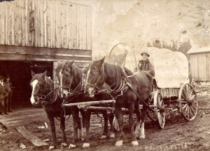 Robert Fiander and his horses