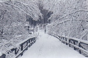 Old Elbe Bridge (early 1900s)