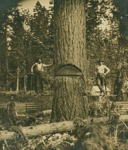 One of the first trees cut in Eatonville