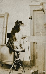 Dog at Switchboard - Mashell Telephone