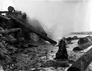 Floating harvested logs on the river