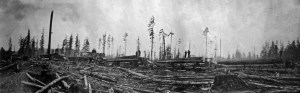 Griffith & Graeber logging trucks lined up in the woods