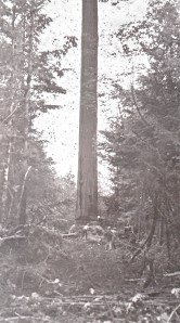 Good look at all the men at work bringing down large fir. 