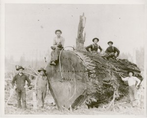 Excecaloir Lumber Co., Alder