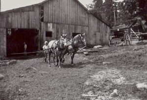 June (Jensen) Carney behind the horses