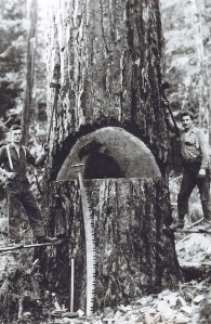 Logging in the Eatonville/Mineral area